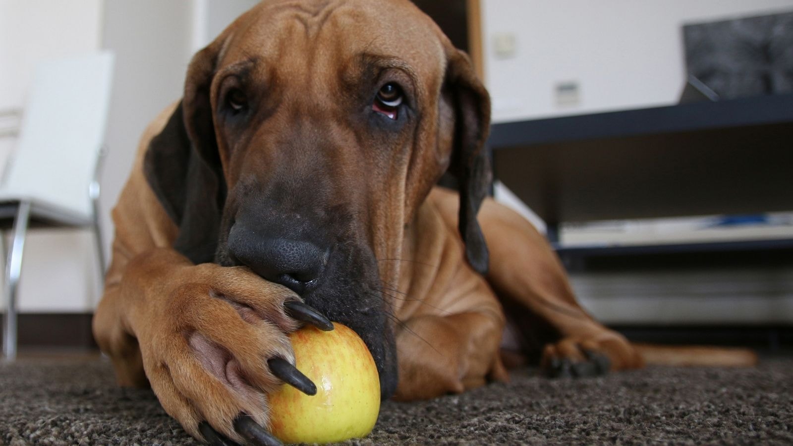 Large brown dog laying on carpeted floor holding and chewing on an apple