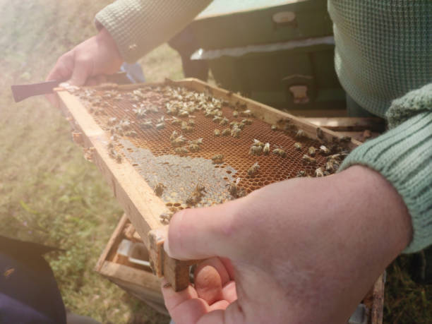 Backyard beekeeping