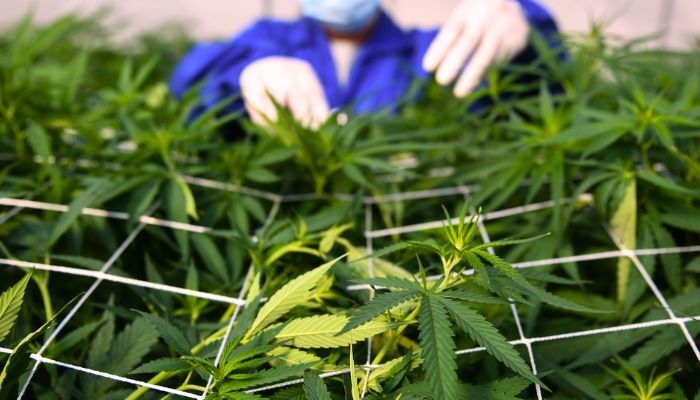 cannabis leaves being trimmed by a man wearing gloves 
