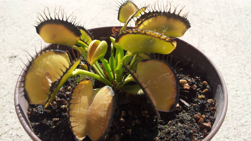 Venus flytraps leaves turn black