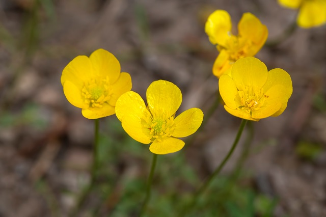 When do Butterworts flower