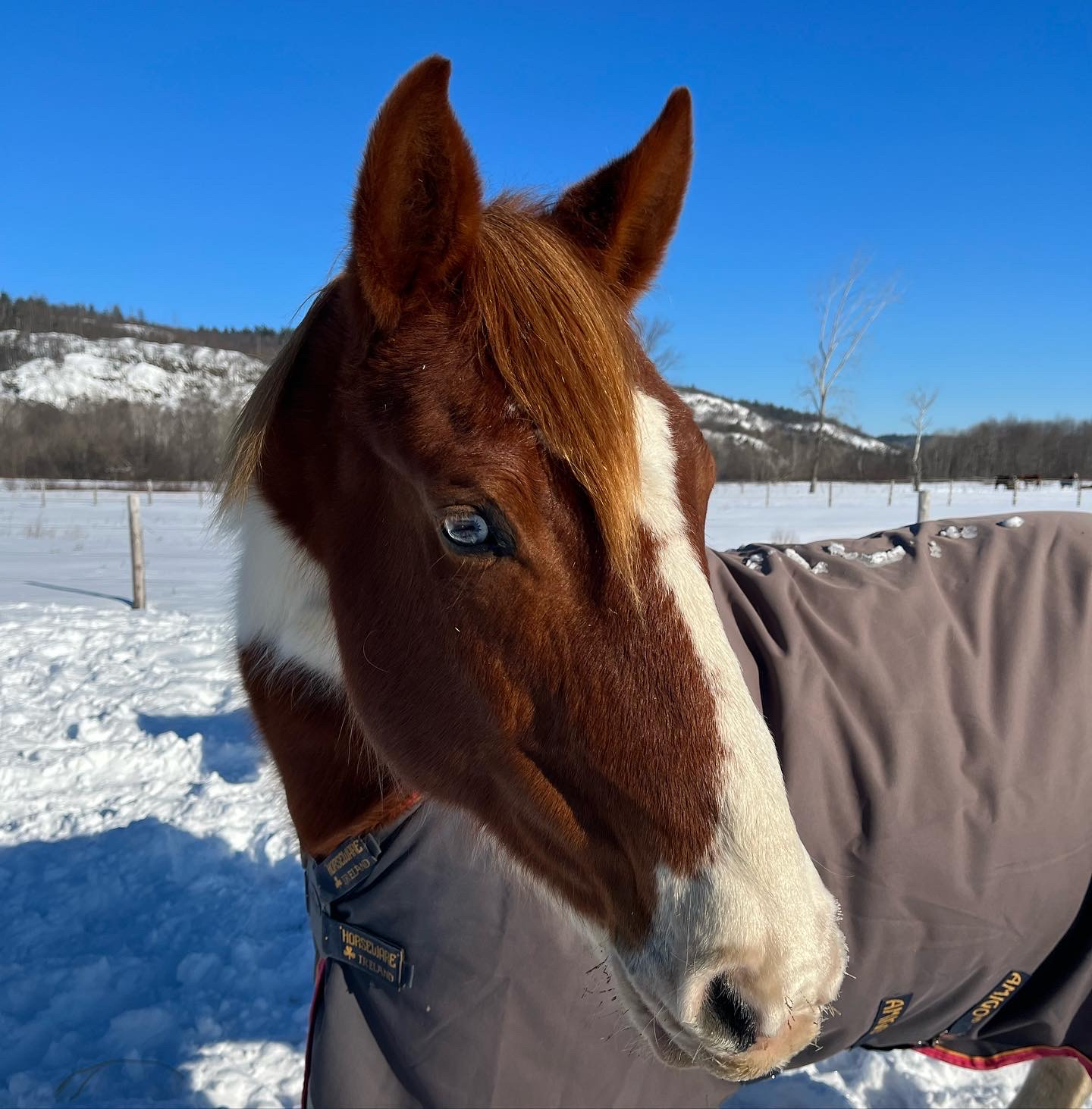 Old horse wearing a winter blanket