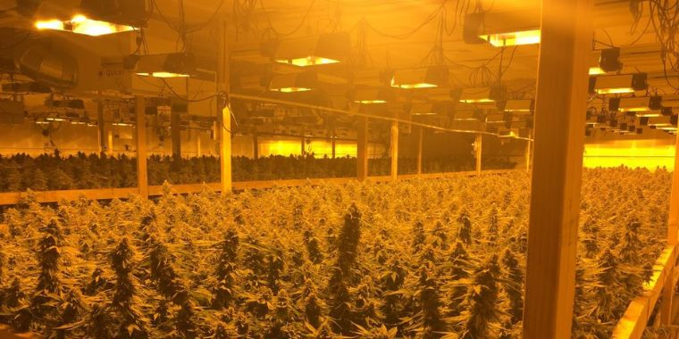 Um armazém de cultivo de cannabis com condições horríveis.