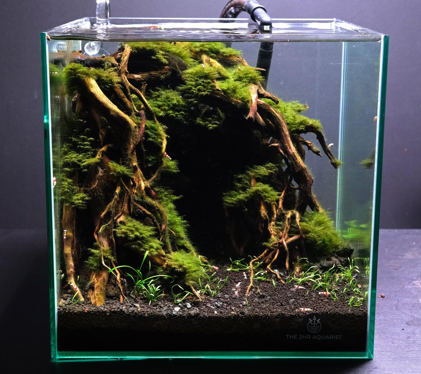 low tech planted aquarium with moss