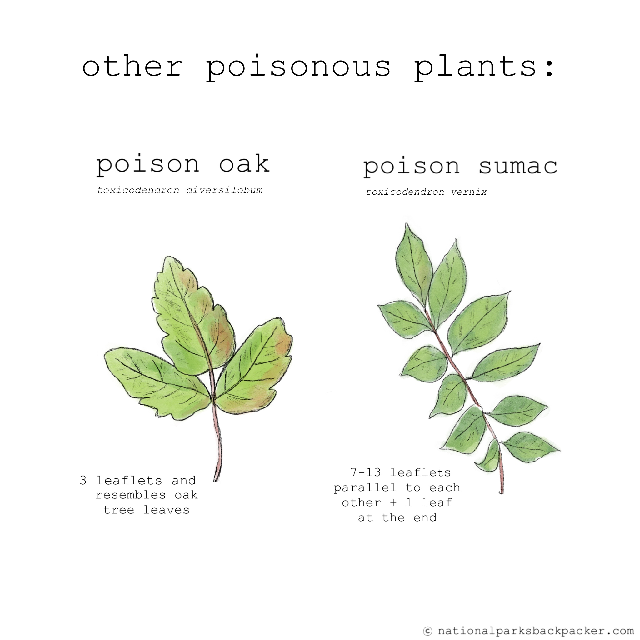 how-to-spot-poison-ivy-national-parks-backpacker