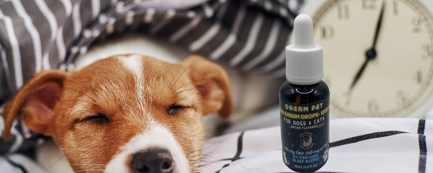 Meet our new furry partner who is benefiting from the wonders of our CBN hemp oil tincture!