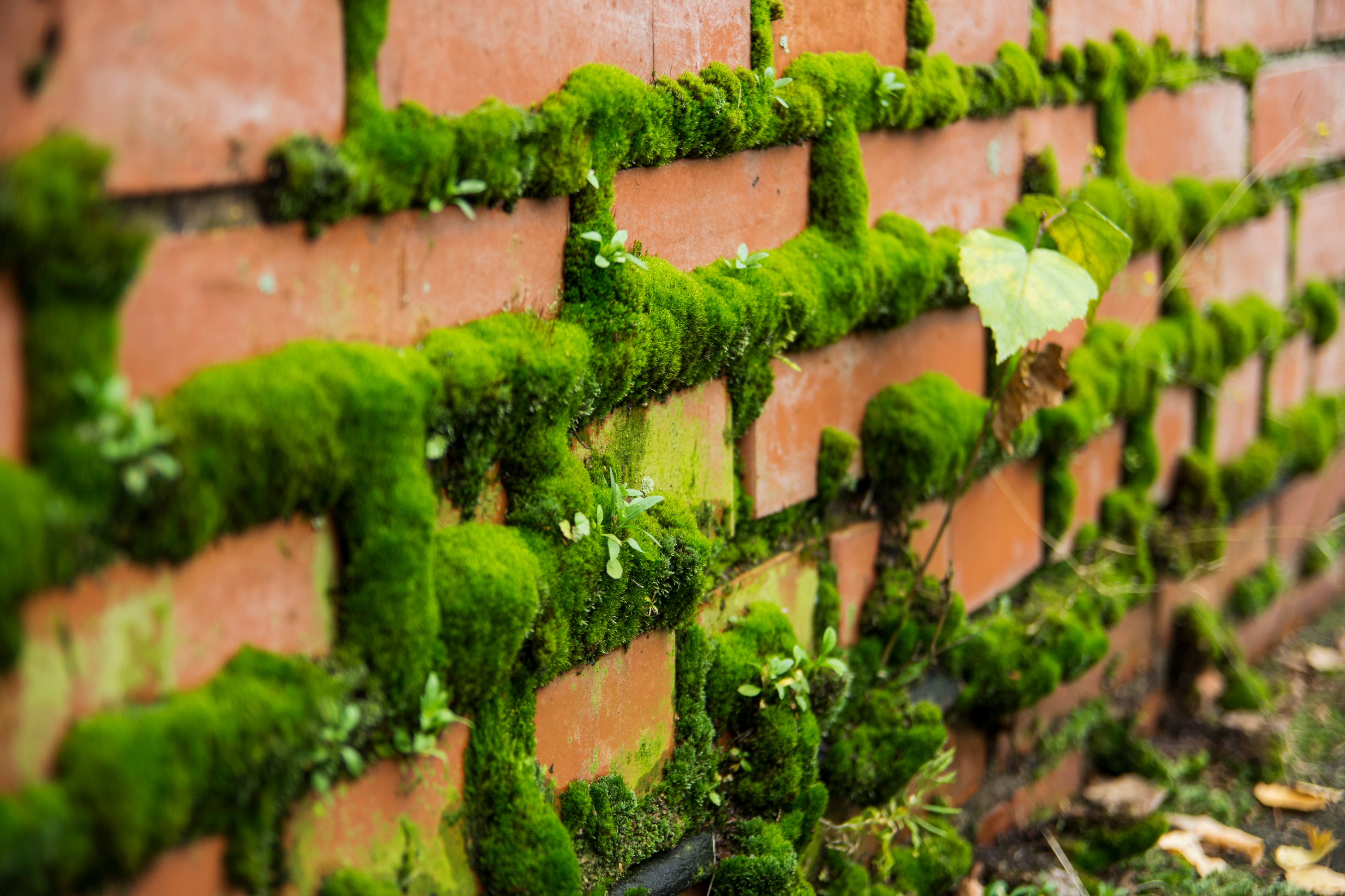 moss growth on brickwork, brick wall with moss 