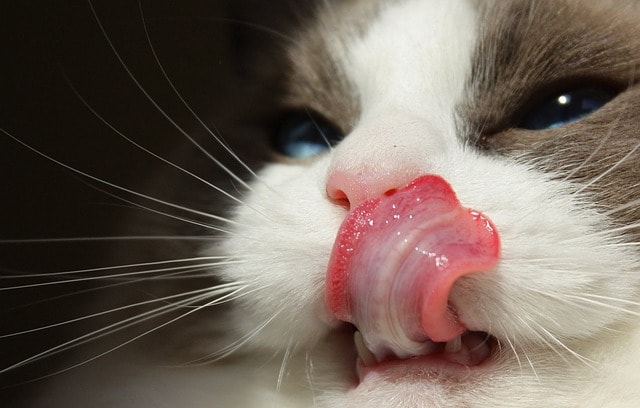 cat, purebred, ragdoll