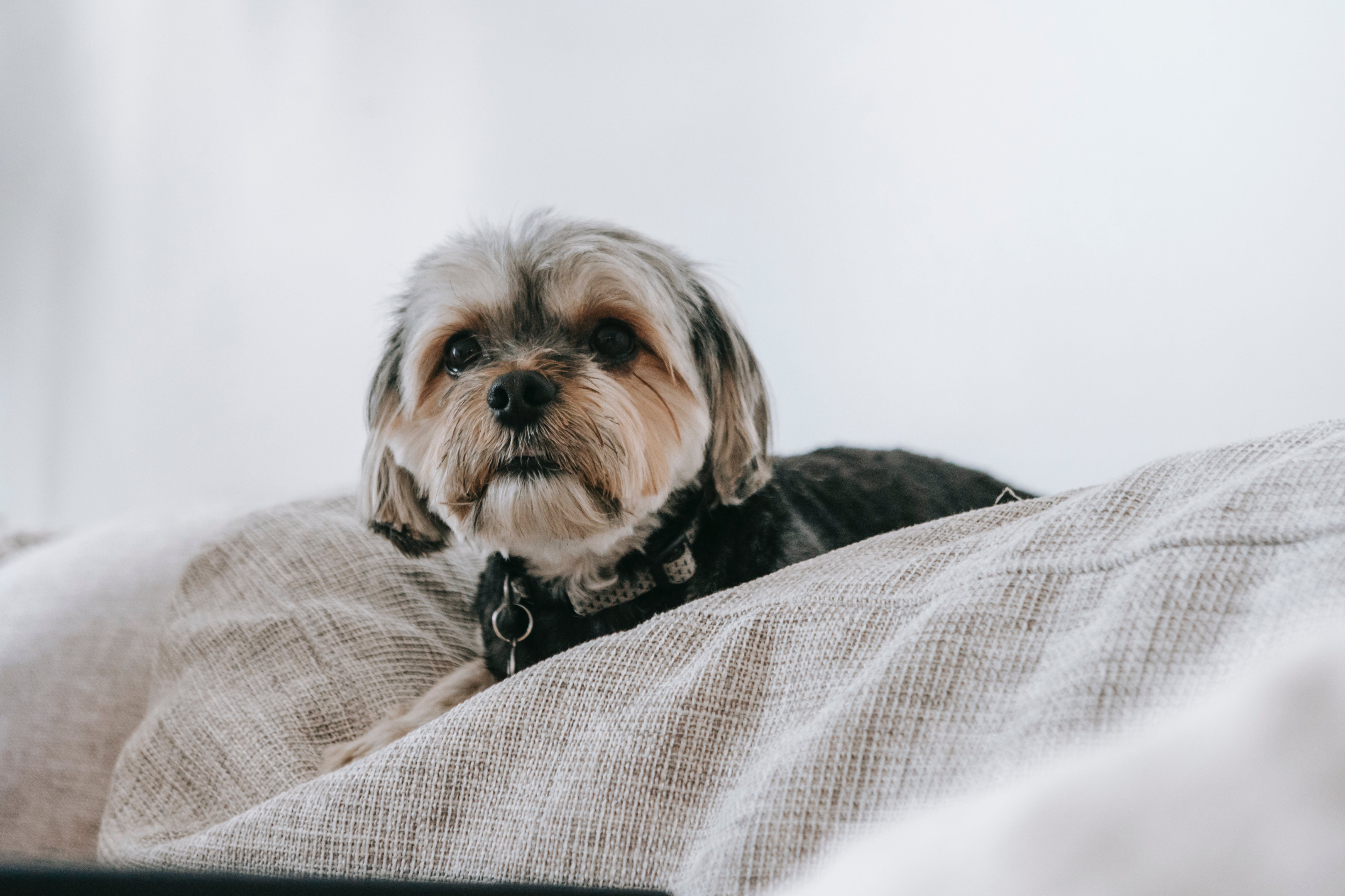 These tips will help keep dental health issues in senior Yorkies at bay.