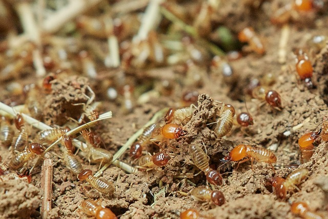 bugs that look like termites