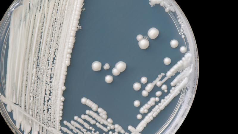 Gezüchtete Candida albicans Kulturen in einem Reagenzglas