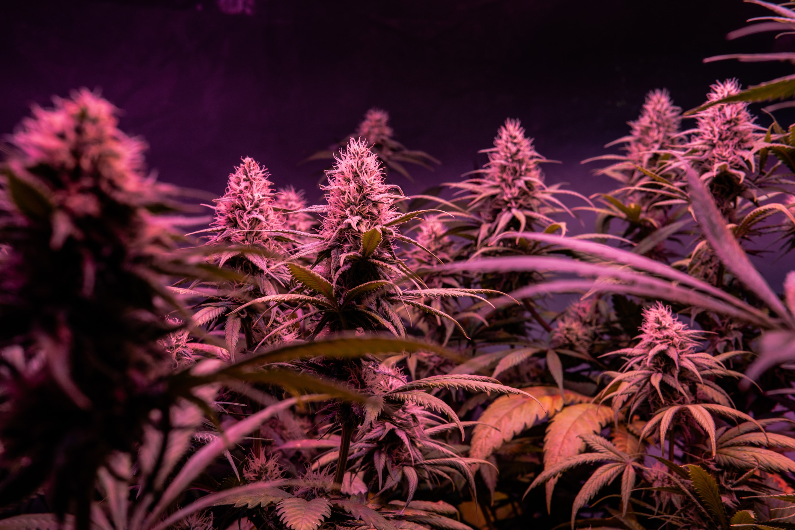 Decarboxylation: Why Heat Matters When Using THCA Flower