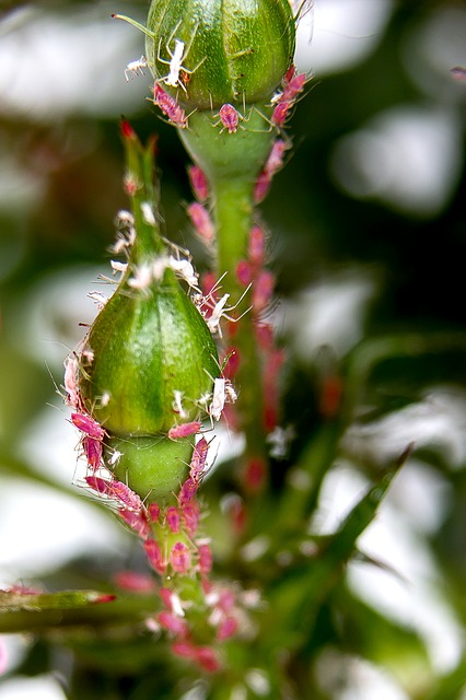 Aphid Infestation on garden plant