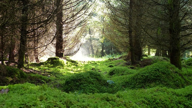 forest, light, moss