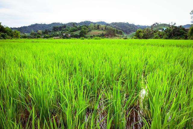 Naturalna struktura gleby i podłoża