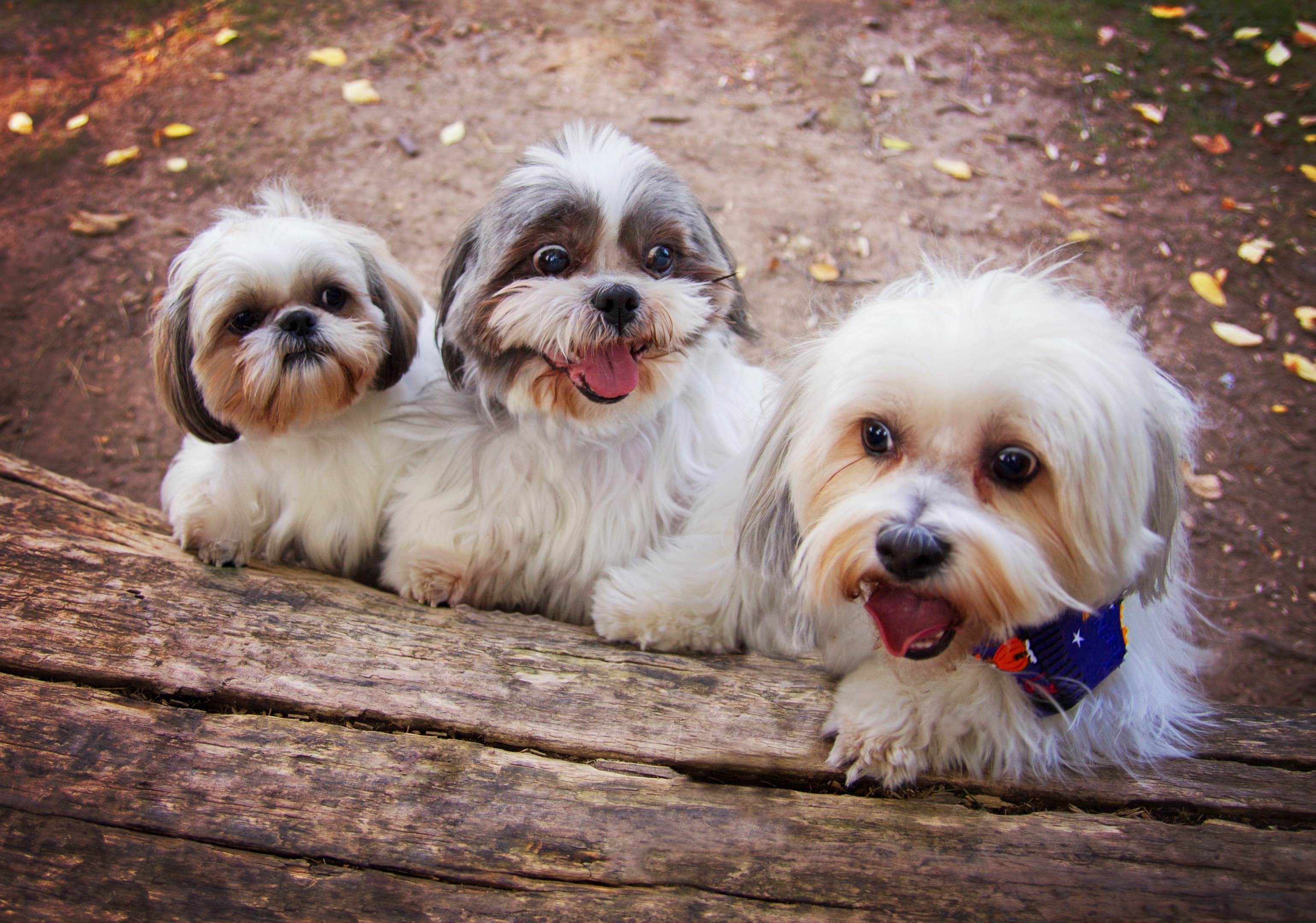 Three happy Shih Tzus leaning on a log