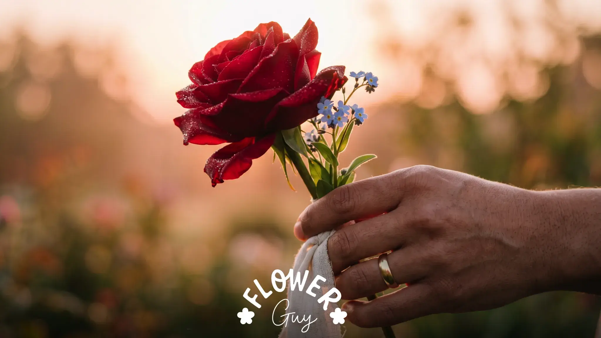 Hand holding a single dewy red rose with forget-me-nots at dawn, suggesting eternal love and remembrance