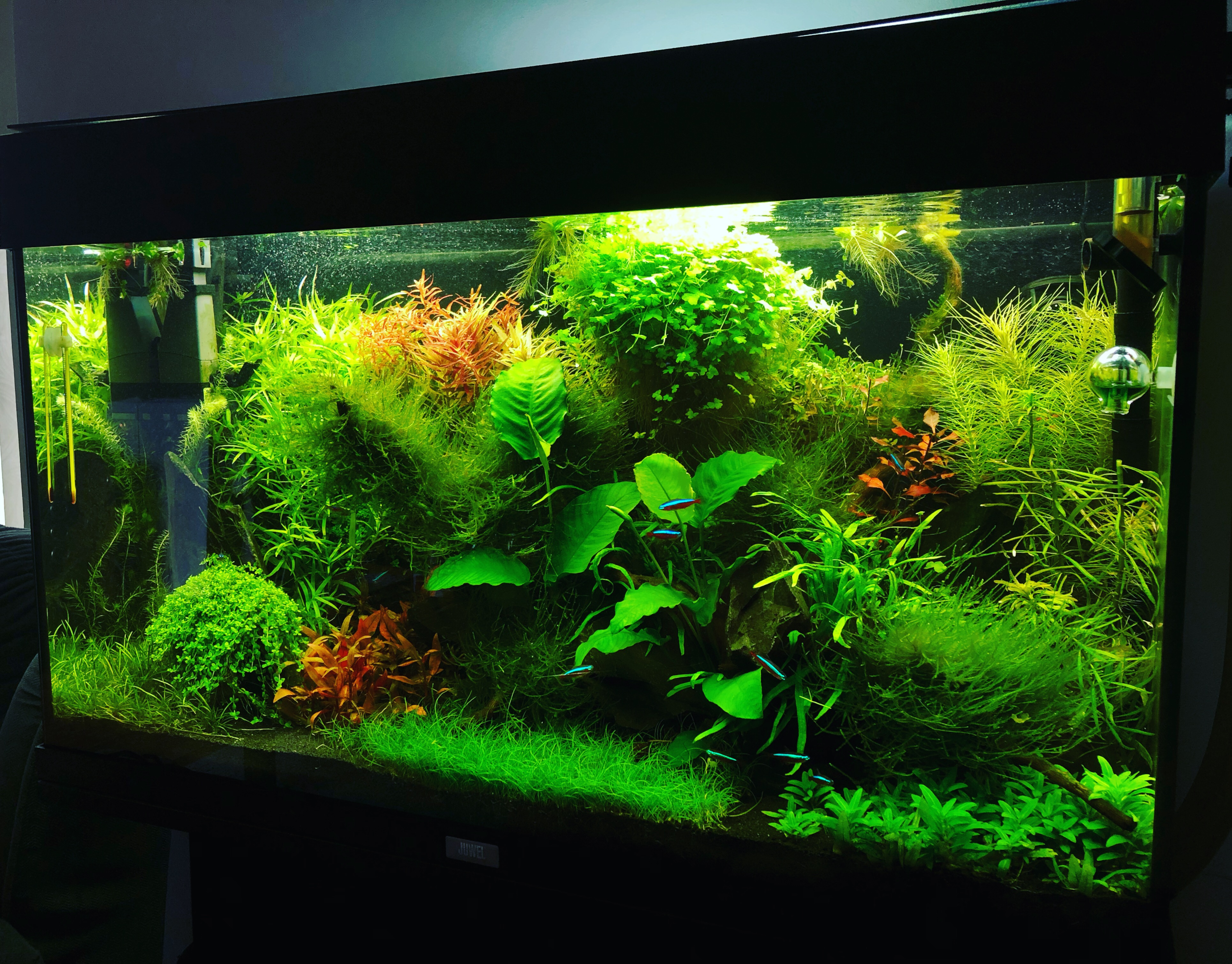 a planted aquarium