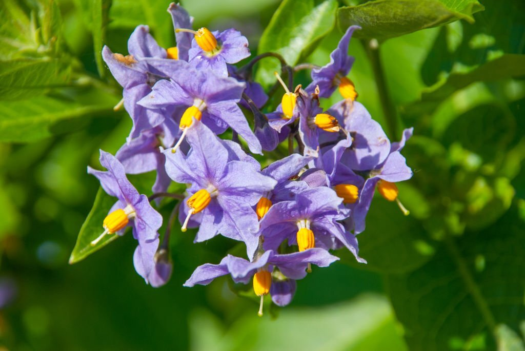 Solanum Flower