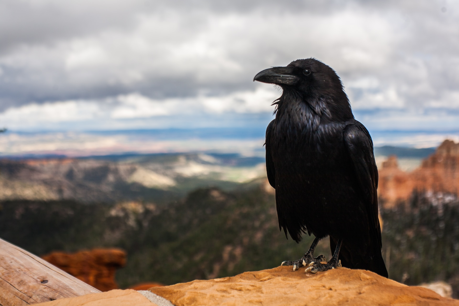 how to keep crows out of corn