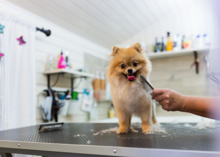 cortar el pelo y limpiar correctamente a los perros con hongos en la piel