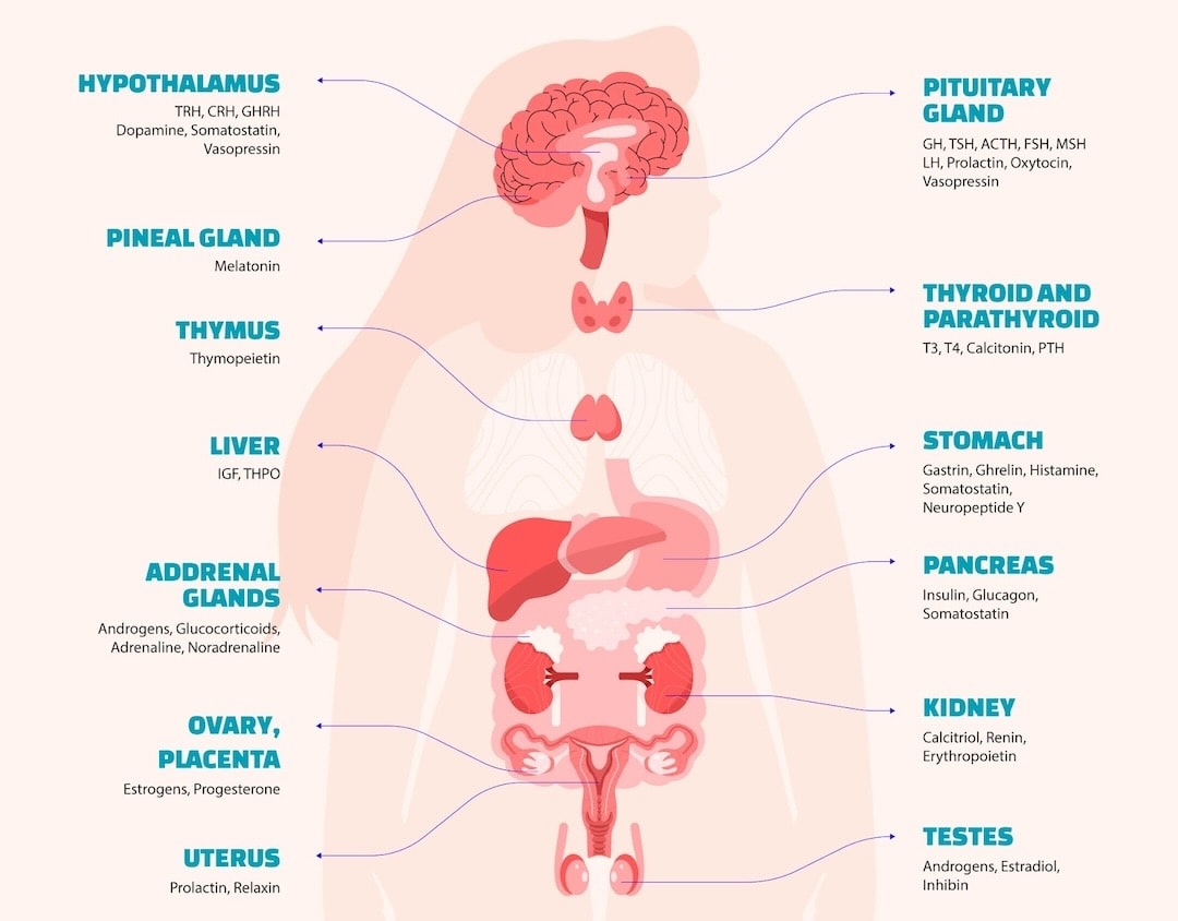 llustration of the human endocrine system showing major glands and hormones, highlighted in pink and blue tones.