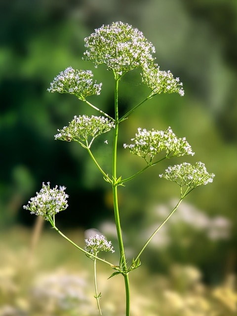 valerian, flowers, herb