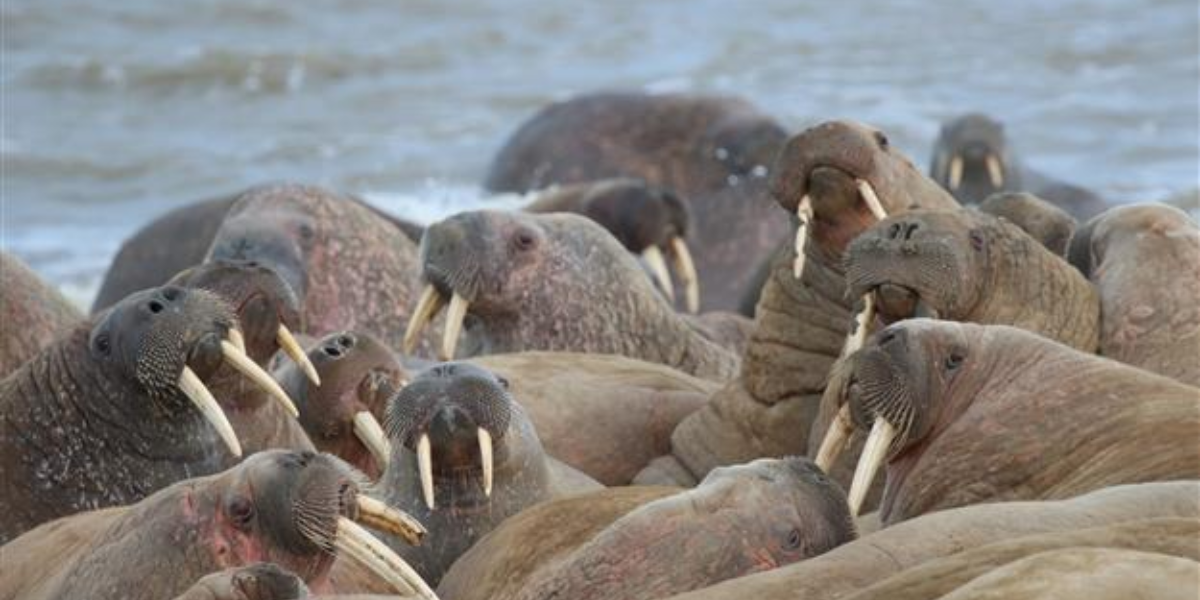 interesting animals in greenland