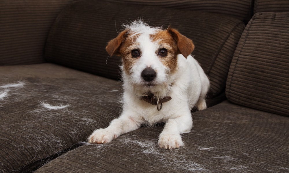 Why is My Dog Shedding So Much?, Seasonal Changes