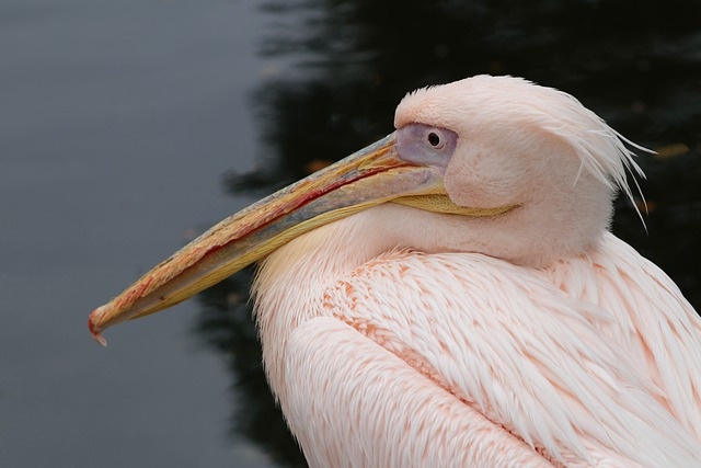 Bird, pelican, beak, birds that start with D