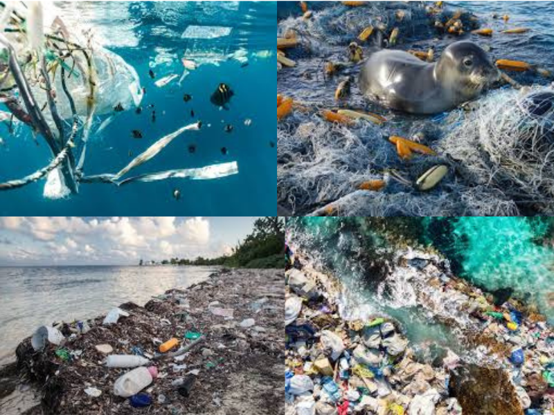 Evidence of The Impact of Plastic on the Ocean and Marine Life