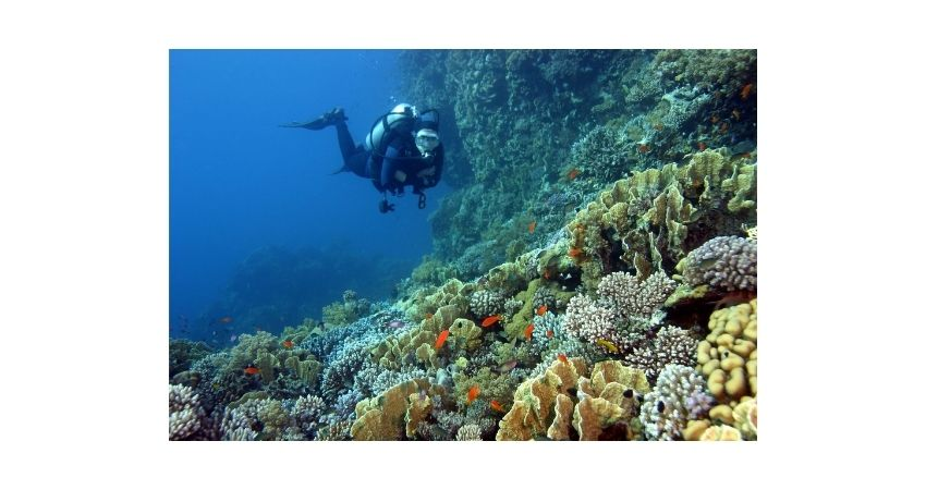 scuba divers explored underwater world