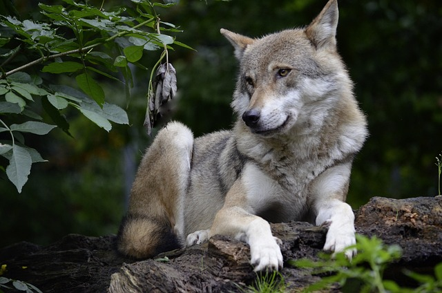 wolf, isegrim, predator