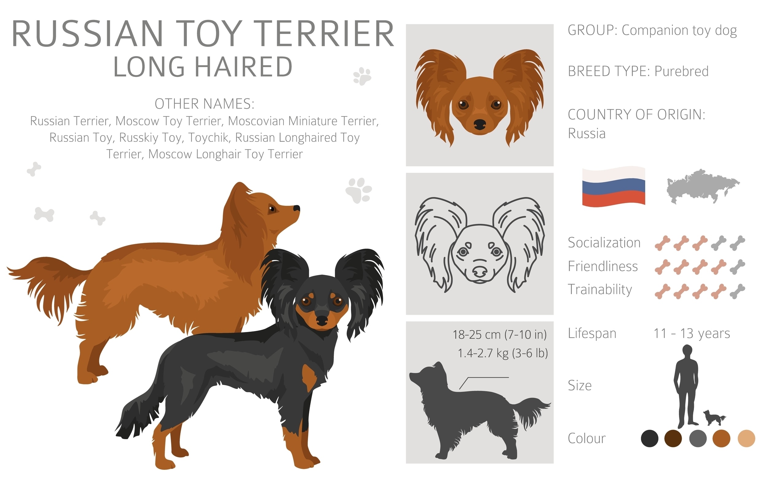 An infographic of the Russian Toy Terrier Dog