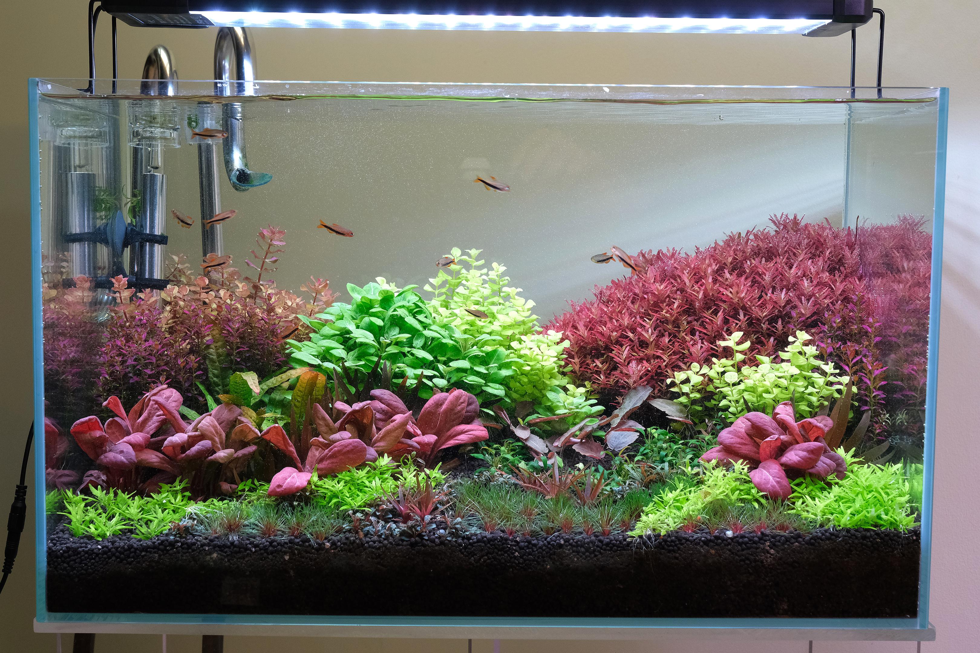 Dutch Style Aquarium lit by a Hygger smart LED