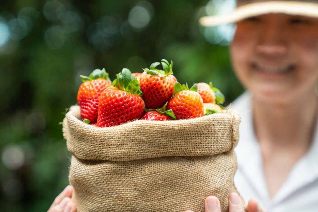 History of  Japanese Amaou Strawberries