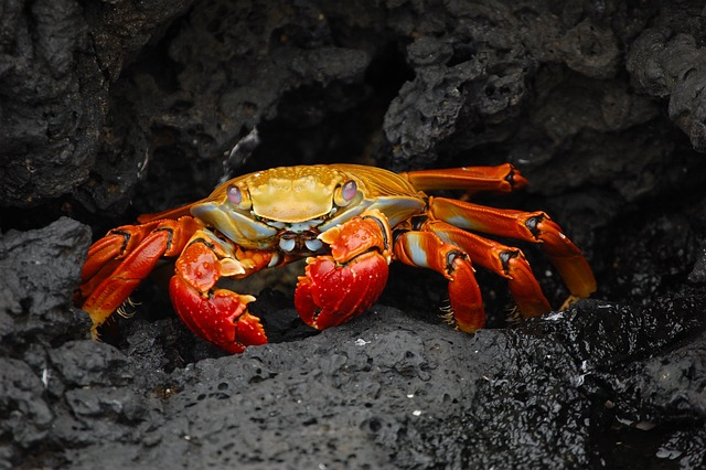 crab, animal, wildlife