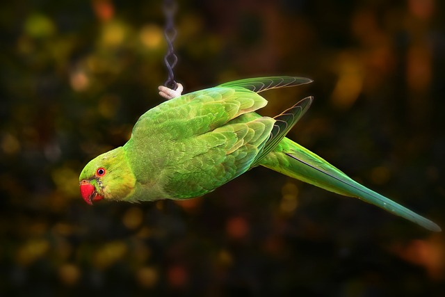 ring necked parakeet, parrot, bird