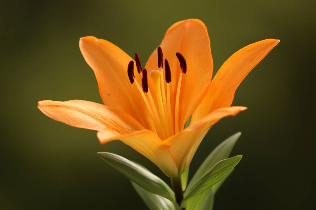Asiatic lilies, orange asiatic hybrids, hybrid lilies, wild lilies - Flower Guy