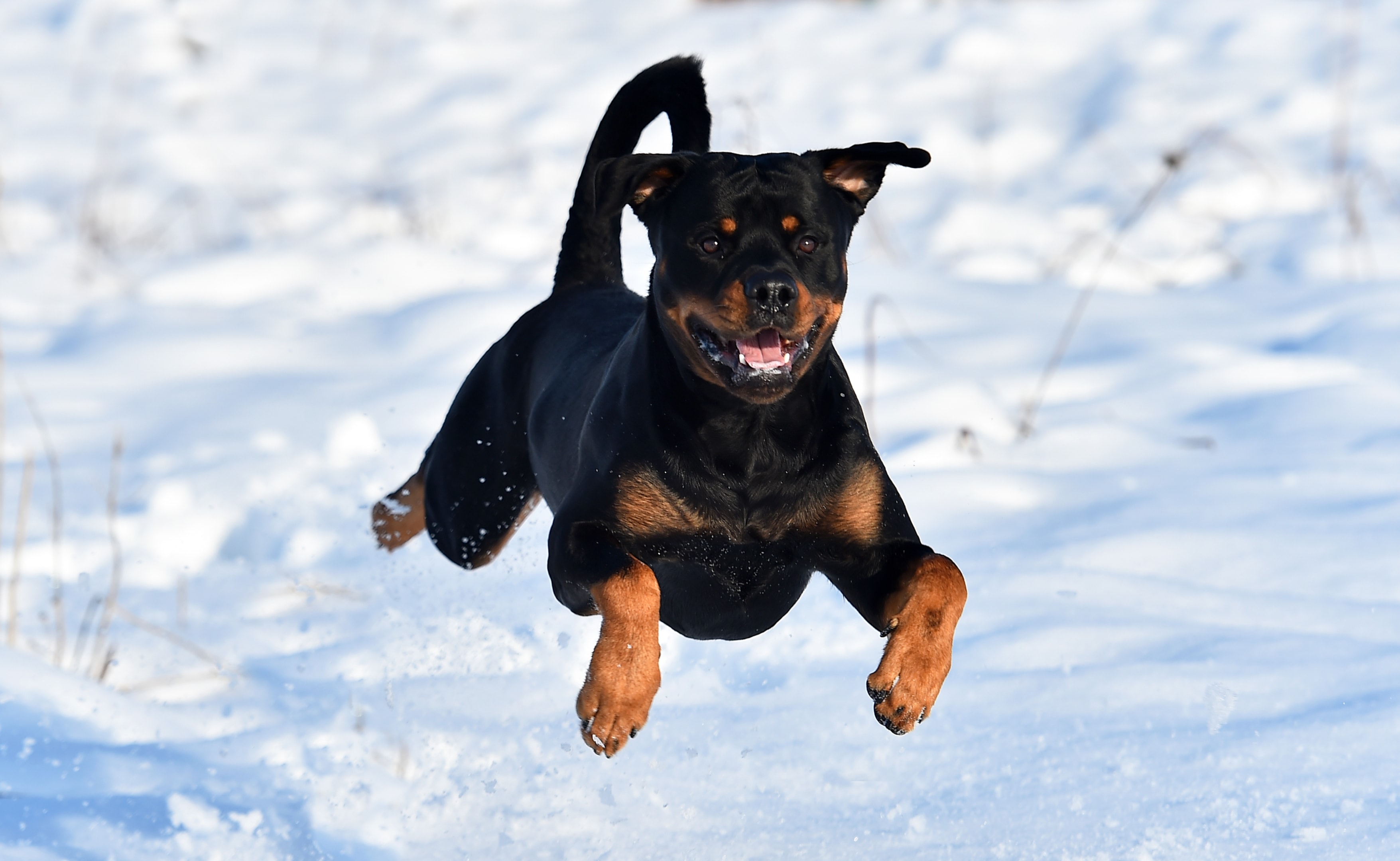 A happy Rottweiler jumping in the snow