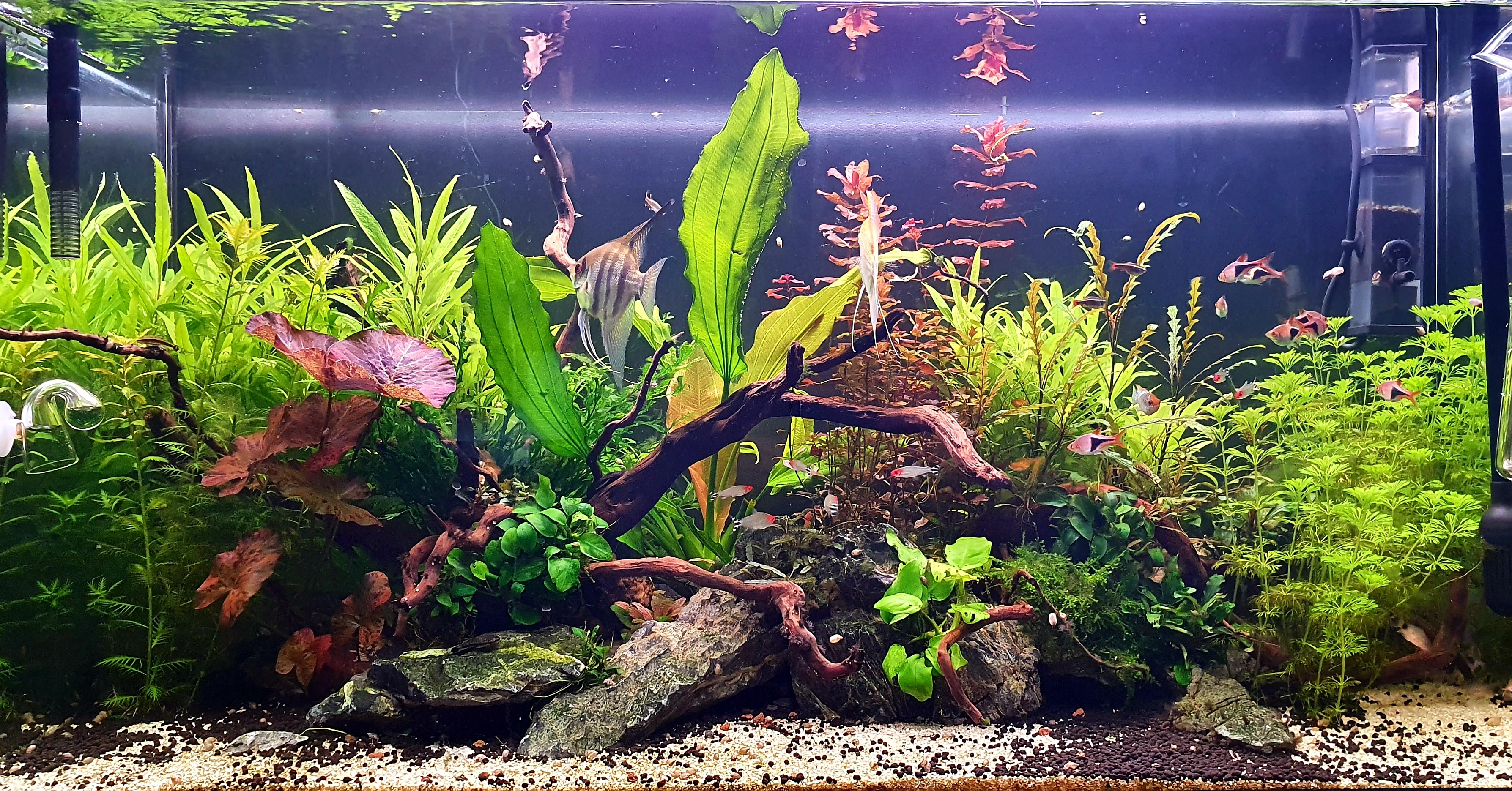 a fish tank