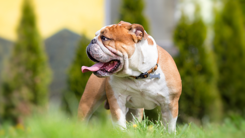 56c9850a 8f54 4a00 ae82 b8ee6c45a9bf English Bulldog Price (The Ultimate Guide for New Pet Owners)