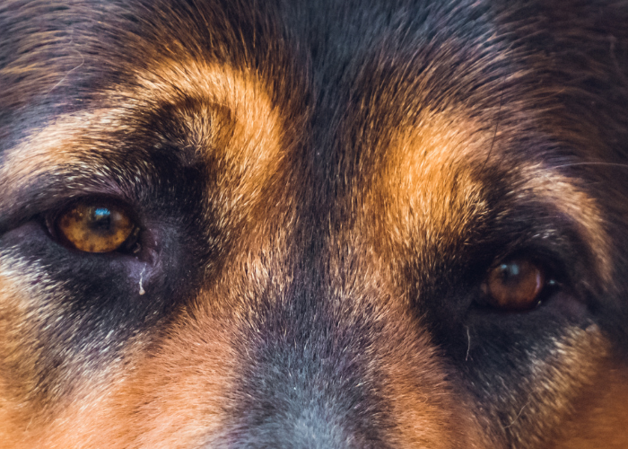 A close-up of a dog's face with almond shaped eyes