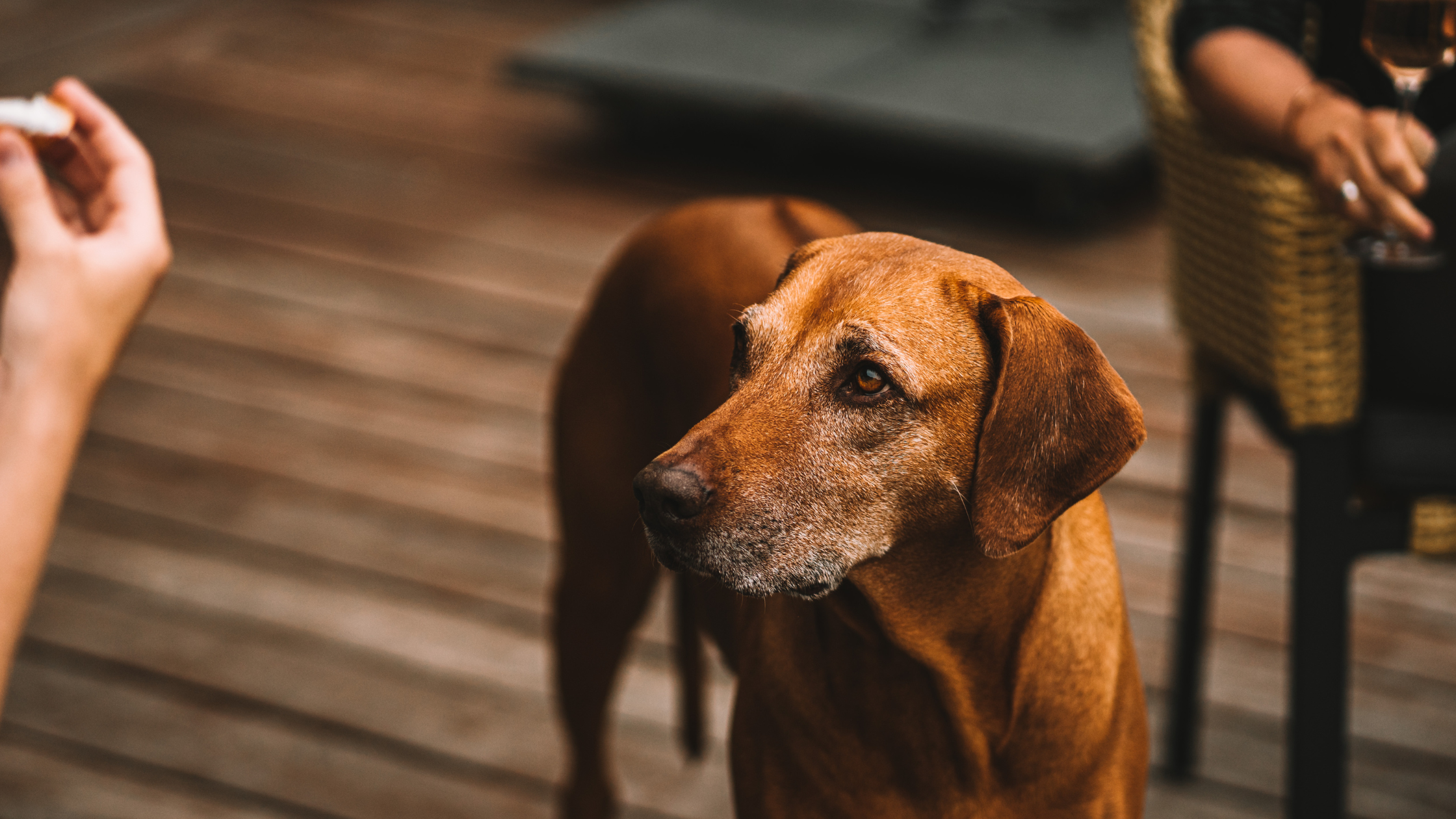 An older RIdgeback awaiting a treat from his owner