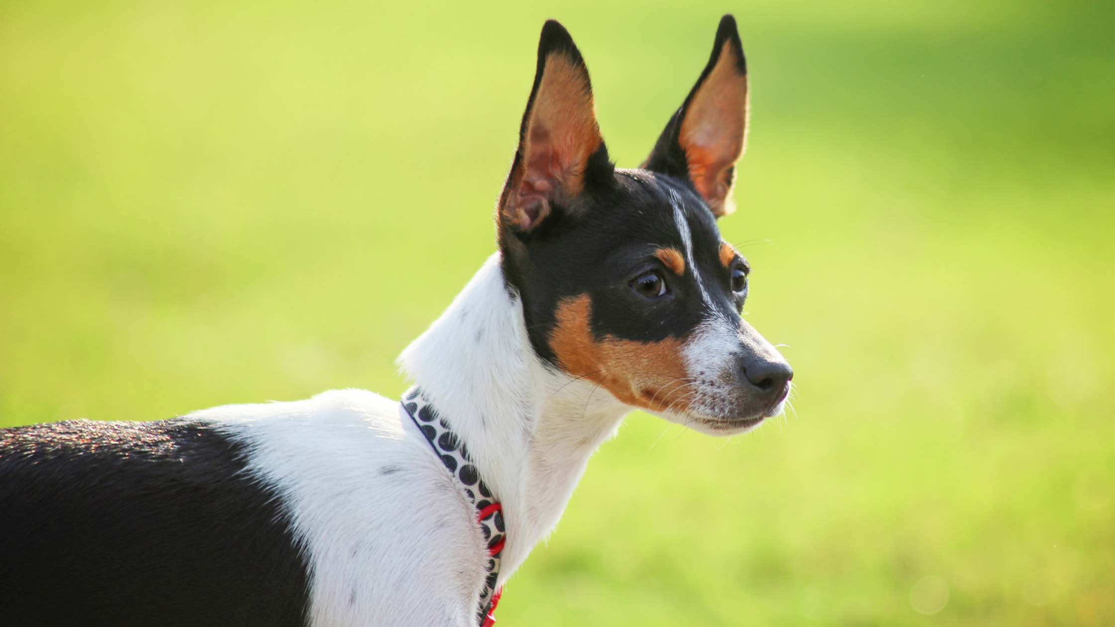 An alert Rat Terrier perked in alertness