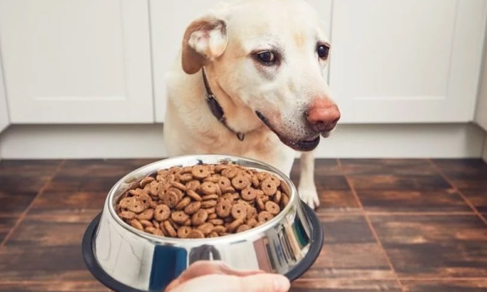 Dog Food Safety