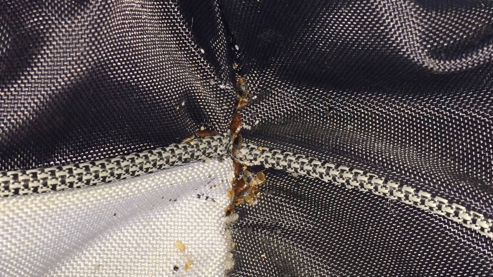 Bed bugs and bed bug eggs hidden along the seam of a mattress.