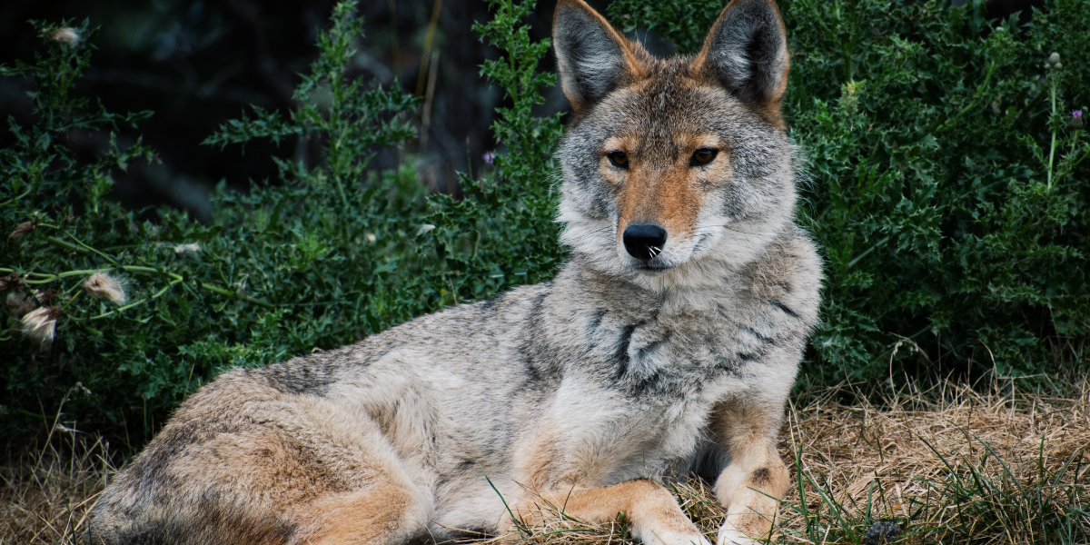 Red Wolf Vs Coyote