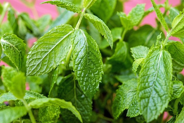 mint, peppermint, leaves, green, nature, herb