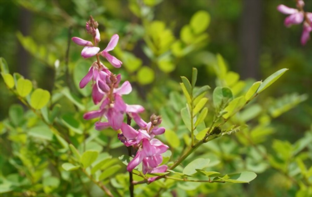 Indigofera Tinctoria